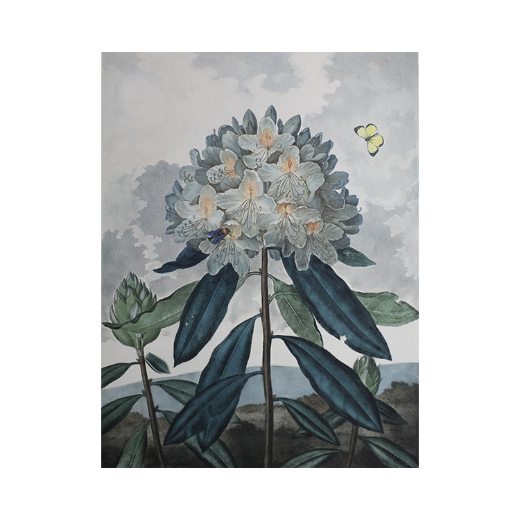 OBIKAKE　ニュース　東京都庭園美術館　キューガーデン 英国王室が愛した花々 シャーロット王妃とボタニカルアート